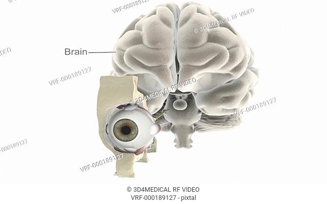 Animation depicting the eye in situ with cutaway skull and brain. The brain fades down as the camera zooms in and centers on the anatomy of the cutaway eye