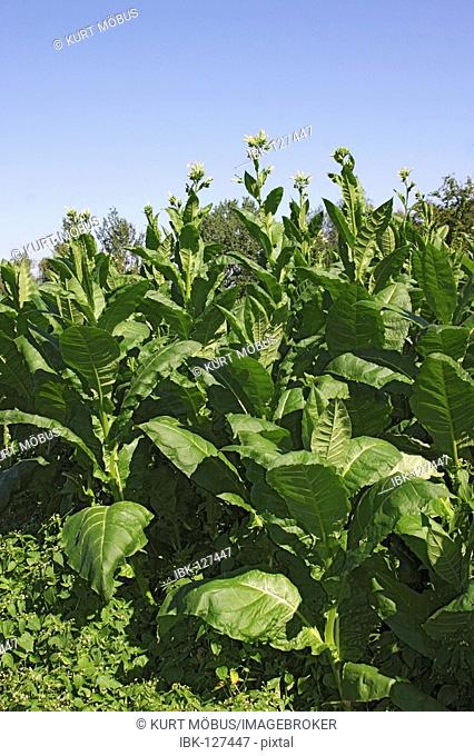 Field with tobacco plants Nicotiana tabacum