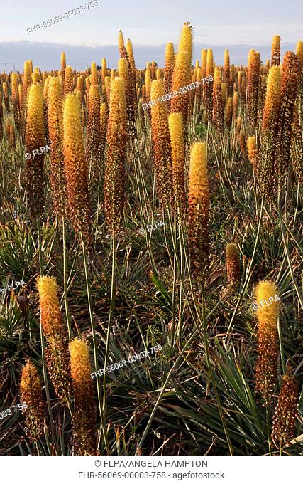Foxtail Lily (Eremurus x isabellinus) 'Cleopatra', flowering, commercial nursery crop growing in field, Holbeach St. Johns, Moulton Fens, South Holland