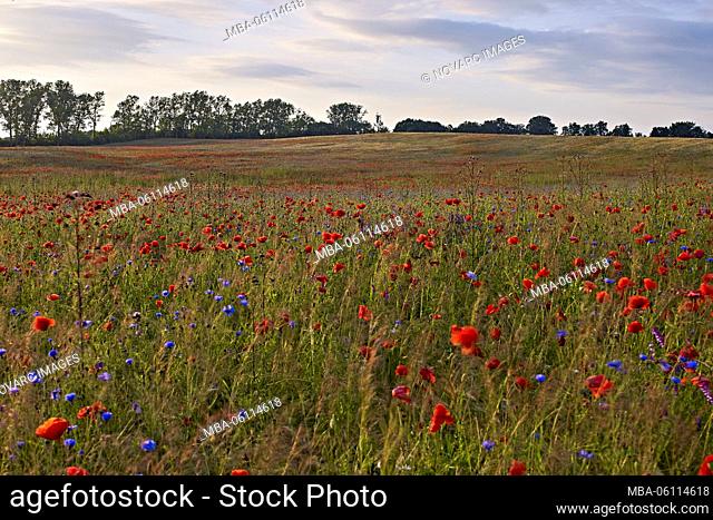 Field with poppies at sunset at Mirow, Mecklenburg-West Pomerania, Germany