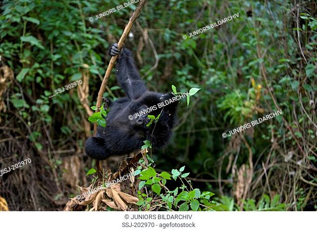 Mountain Gorilla (Gorilla beringei beringei). Juvenile foraging. Volcanoes National Park, Rwanda
