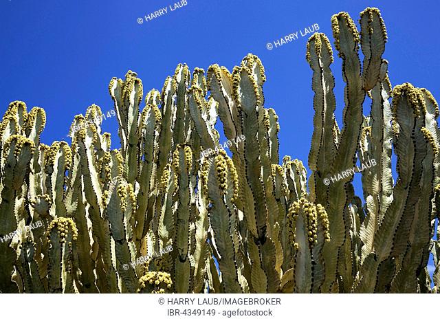 Candelabra trees (Euphorbia candelabrum), cactus garden of the Museo del Queso, Antigua, Fuerteventura, Canary Islands, Spain