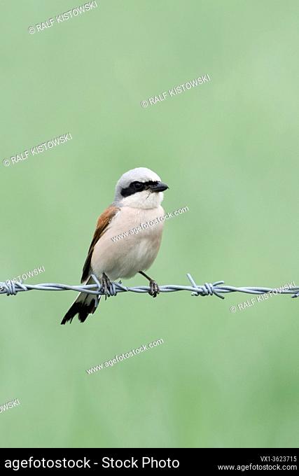 Red-backed Shrike ( Lanius collurio ), male together with chick, perched on barbed wire, caring for its young offspring, clean soft background, wildlife, Europe