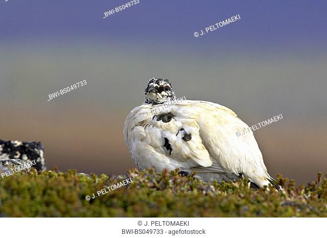 rock ptarmigan (Lagopus mutus), in winter plumage