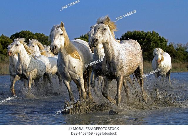 France, Bouches du Rhone, Natural Regional Park of Camargue , Saintes Maries de la Mer, Camargue horse