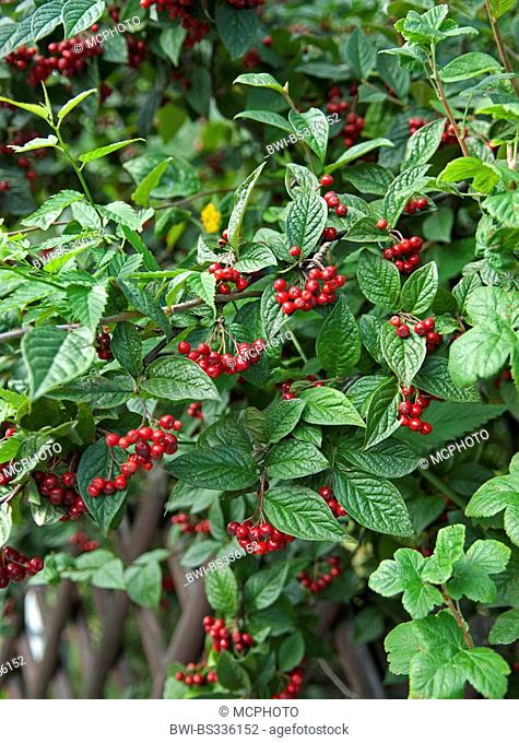 Hollyberry cotoneaster (Cotoneaster bullatus), fruiting branches, Germany