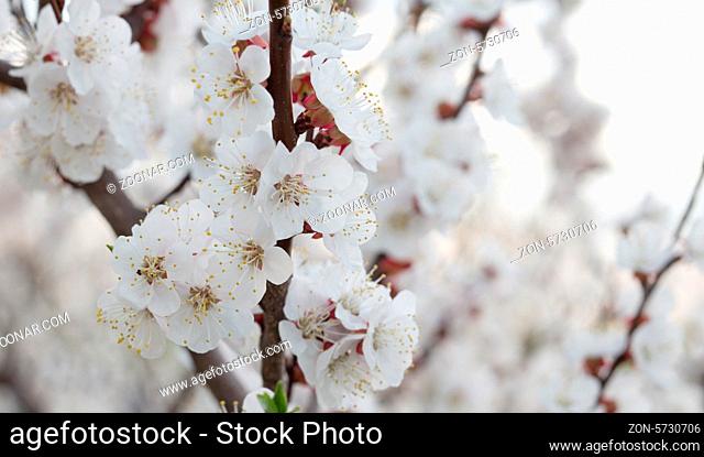 Branches of trees with white blossoms outdoor