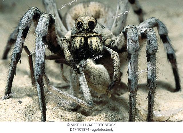 Wolf Spider (Lycosa sp.) and prey. Bahrain