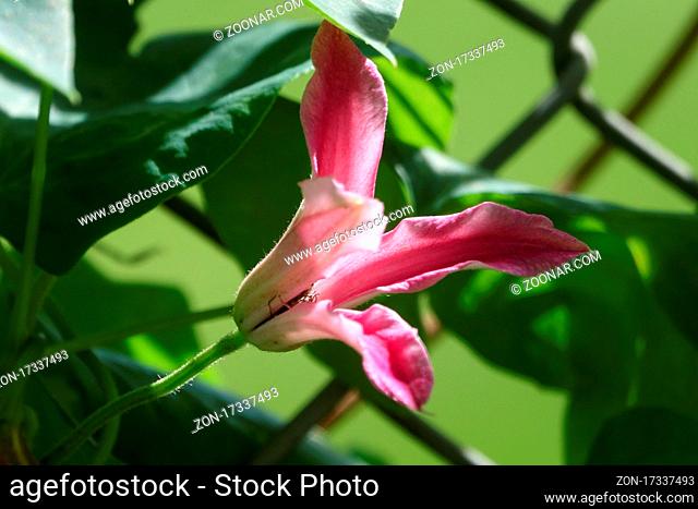 Clematis texensis, Texas Waldrebe, scarlet leather flower
