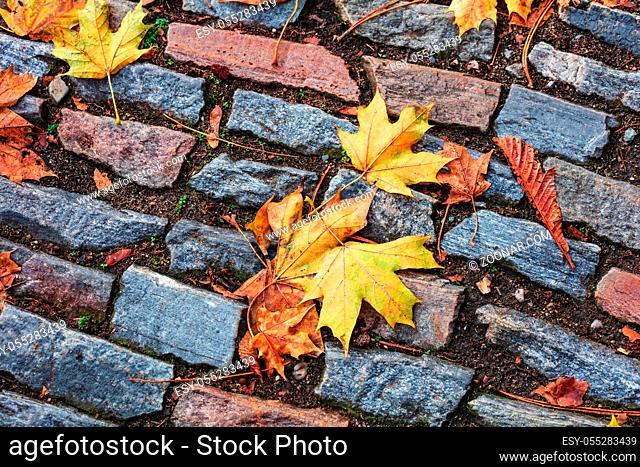 Autumn maple leaves on a stone pavement