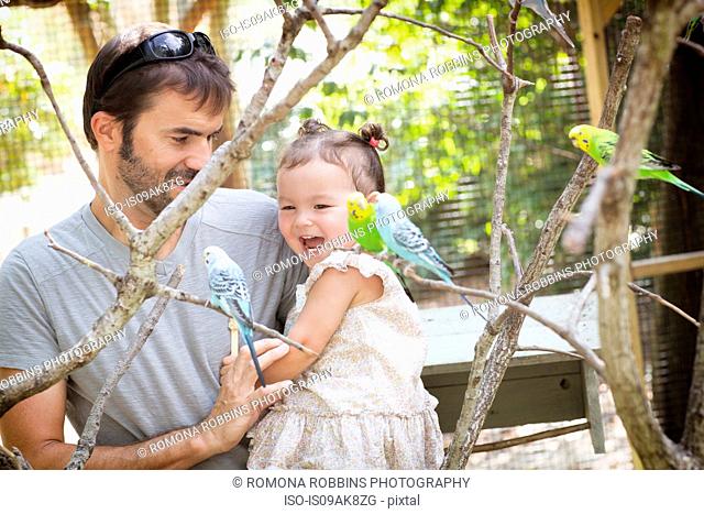 Father and baby daughter looking at budgerigar parakeets at zoo