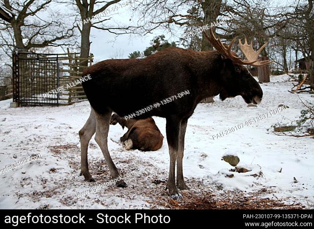 13 December 2022, Sweden, Stockholm: A bull moose stands in the Skansen open-air museum in Stockholm. Photo: Demy Becker/dpa. - Stockholm/Sweden