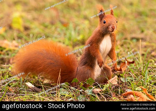 31 October 2022, Berlin: 31.10.2022, Berlin. A squirrel (Sciurus vulgaris) sits on a meadow in the Botanical Garden. Here are not only the usual hazel and...