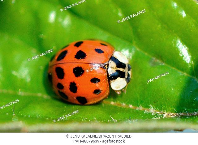 A harlequin ladybird sits on a leaf in Berlin, Germany, 19 April 2014. The beetle was originally used in biological insect control of lice and has spread over...