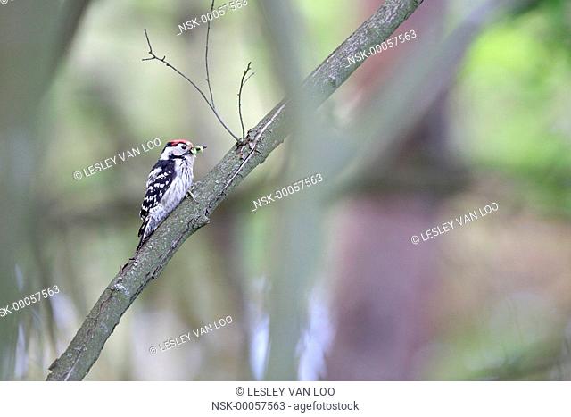 Lesser Spotted Woodpecker (Dendrocopos minor) with insects, The Netherlands, Noord Holland