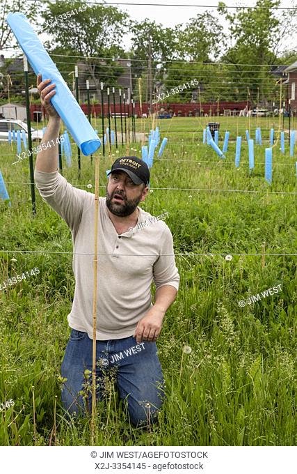 Detroit, Michigan - Blake Kownacki, general manager of Detroit Vineyards, plants Marquette wine grapes on formerly vacant land in the city's Morningside...