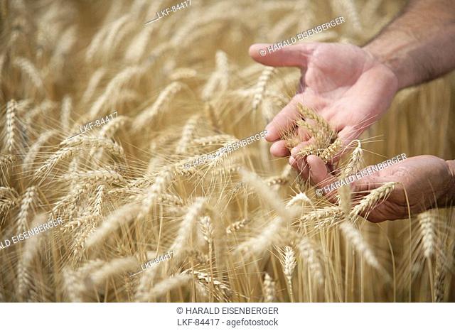 Male hands in corn field, Carinthia, Austria