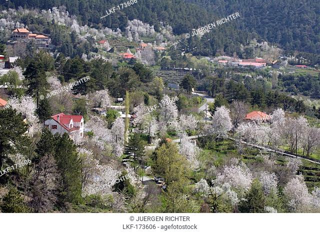Mountain landscape with cherry blossoms, Prodromos, Troodos mountains, South Cyprus, Cyprus