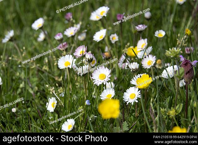 05 May 2021, Saxony-Anhalt, Magdeburg: Daisies bloom in a meadow. What not everyone knows: daisies are edible. They can be used to refine salads, for example