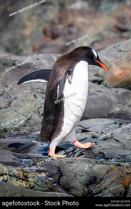 Gentoo penguin crosses rock with flippers raised
