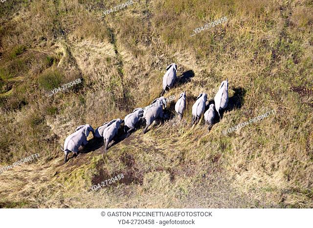 African Elephant (Loxodonta africana), aerial view, Okavango Delta, Botswana. . The Okavango Delta is home to a rich array of wildlife
