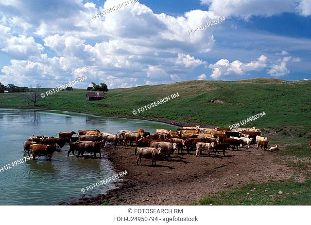 cow, cattle, SD, South Dakota, Sisseton Indian Reservation, Day County, Coteau des Prairies, A herd of beef cattle drinking from a pond prairie