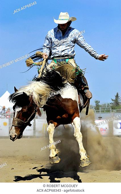 A cowboy riding a rodeo bucking horse at a saddle bronc riding event in Alberta Canada