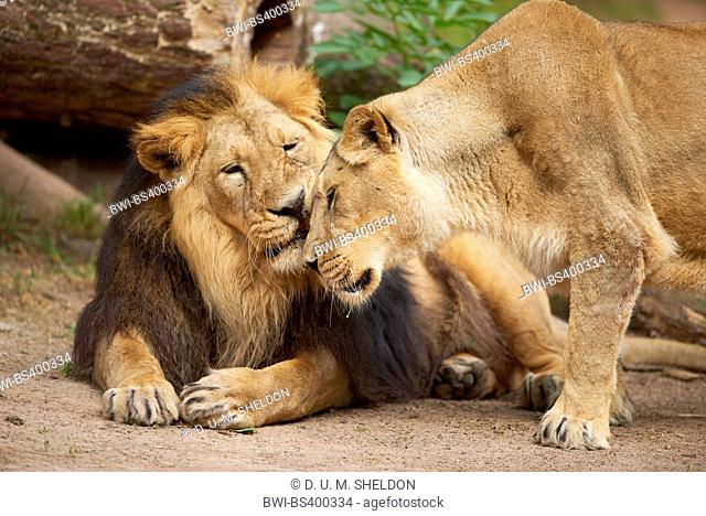 Asiatic lion (Panthera leo persica), smooching couple