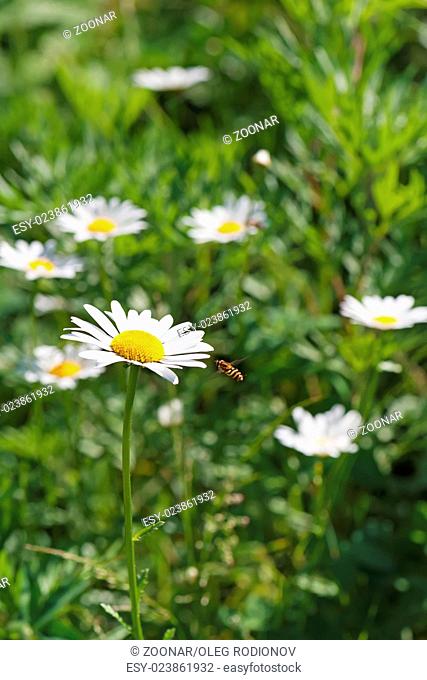 Green flowering meadow with white daisies and honey bee