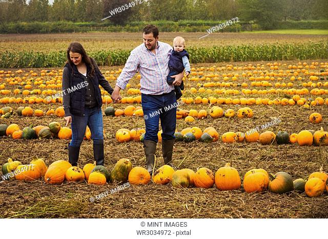 A family, two adults and a young baby among rows of bright yellow, green and orange pumpkins harvested and left out to dry off in the fields in autumn