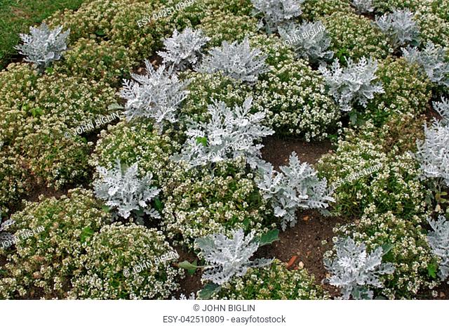 Sweet alyssum (Alyssum maritima, probably Carpet of Snow variety) and silver ragwort (Senecio cineraria, probably Silver Dust variety) bedding plants in a...