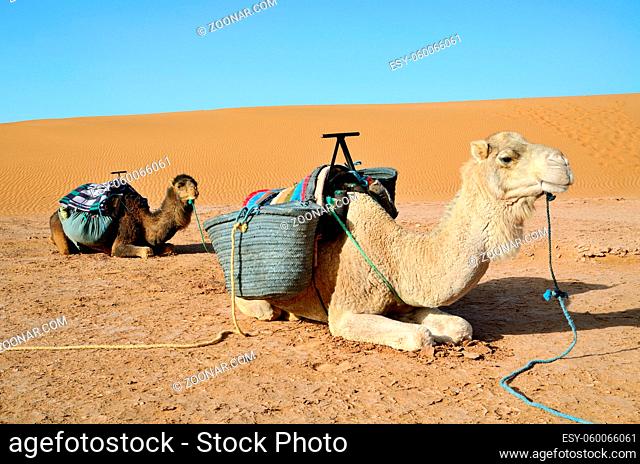 White and brown camels reasting on a sand in Sahara desert