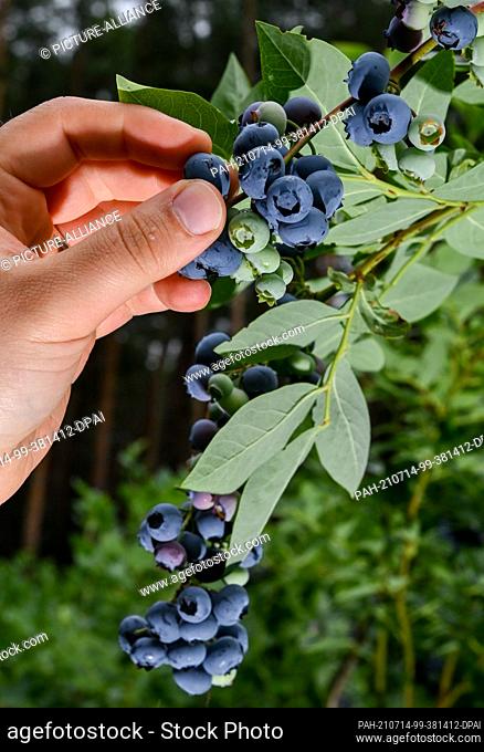 14 July 2021, Brandenburg, Beelitz: Ripe and still unripe berries hang from the bushes in the blueberry fields in the forest of the asparagus and adventure farm...