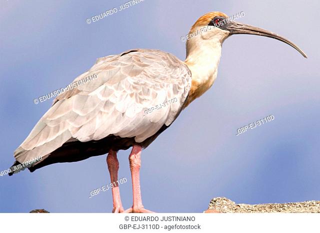 Curicaca (Theristicus caudatus), ibis, Threskiornithidae, São José dos Ausentes, Rio Grande do Sul, Brazil