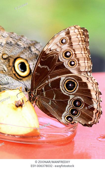 Feeding a Morpho butterfly (Morpho peleides)