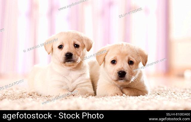 Labrador Retriever. Two puppies lying on a carpet. Germany