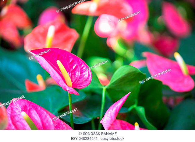 Close up of Pink Anthurium or flamingo flowers in garden
