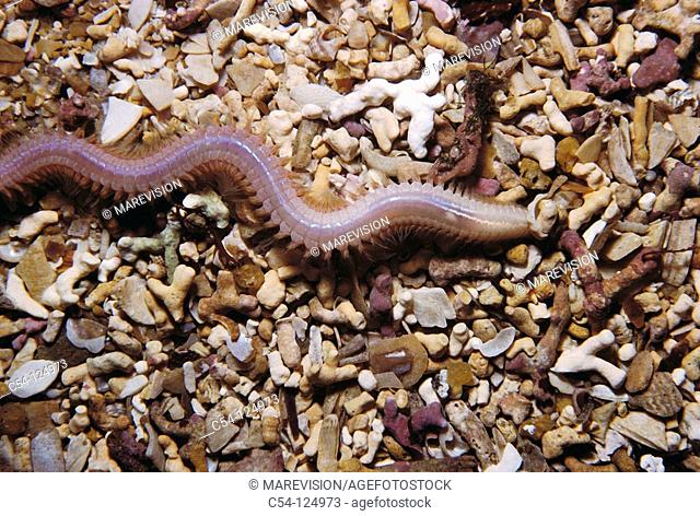 Sand worm (Nephtys caeca). Ria of Vigo, Pontevedra province, Galicia, Spain
