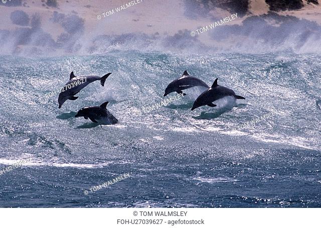 Bottlenose dolphin Tursiops truncatus. Group surfing. South Africa