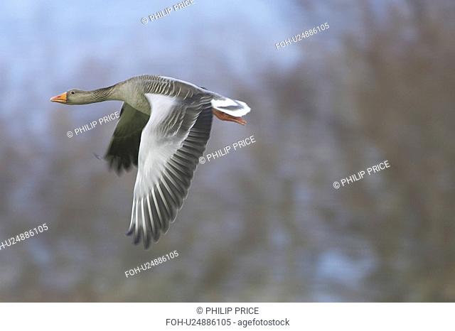 Greylag Goose Anser anser flying over field just after taking of. Slow shutter speed. Argyll, Scotland, UK