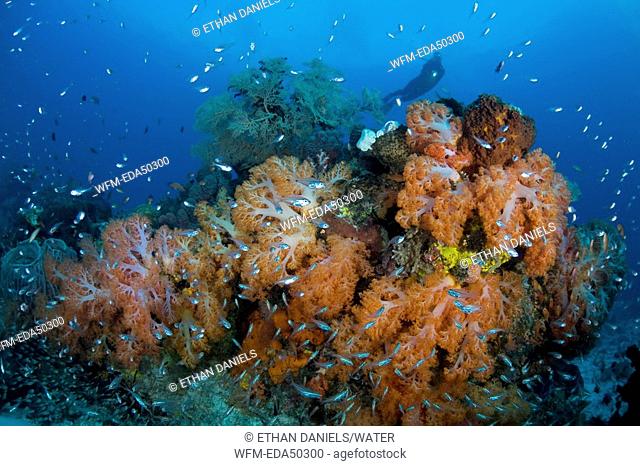 Orange Soft Corals and Diver, Komodo, Indonesia
