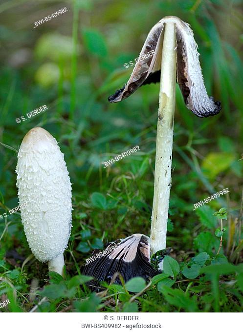 Shaggy ink cap, Lawyer's wig, Shaggy mane (Coprinus comatus, Coprinus ovatus), two fruiting bodies in a meadow, one of them halved, Germany, Bavaria