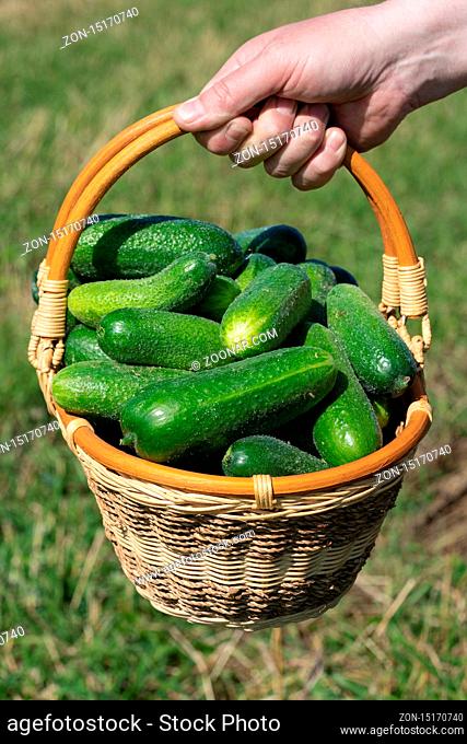Farmer's male hand holds wicker basket with freshly picked organic farm-grown cucumbers on background of green grass in field