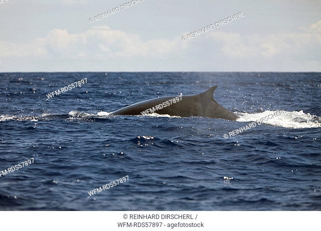 Fin Whale, Balaenoptera physalus, Azores, Atlantic Ocean, Portugal