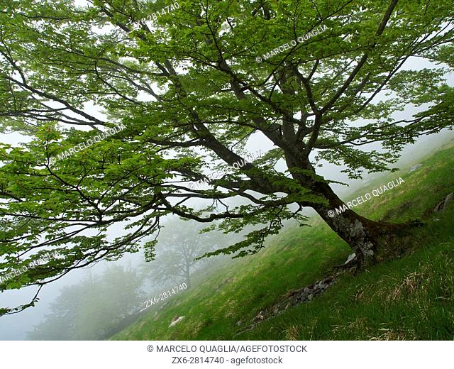 Beech tree (Fagus sylvatica) at Anboto mountain slope. Urkiola Natural Park. Bizkaia province. Euskadi. Spain