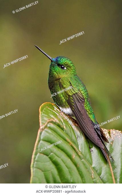 Saphire-vented Puffleg Eriocnemis luciani perched on a branch at the Yanacocha reserve near Quito, Ecuador