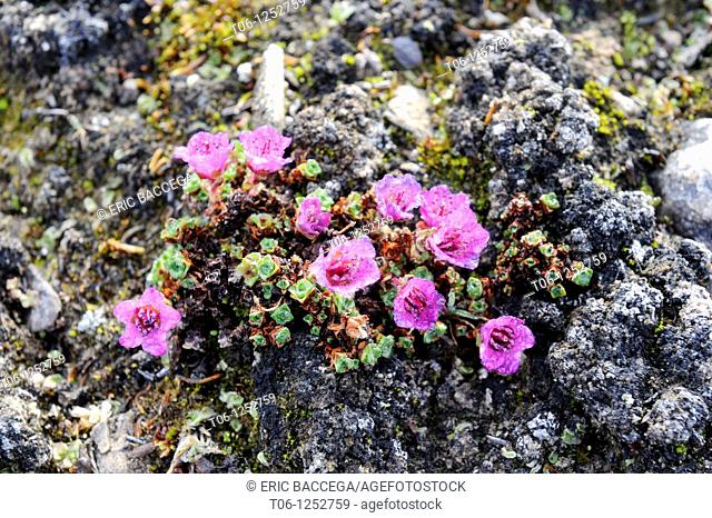 Purple mountain saxifrage Saxifraga oppositifolia flowering on Devon Island, Nunavut, Canada