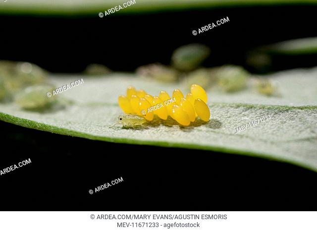 Convergent Lady Beetle (Hippodamia convergens) eggs amongst aphids