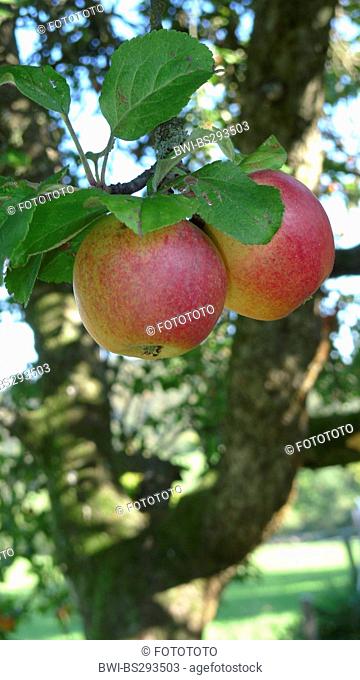 apple tree (Malus domestica), red apples on a tree, Germany