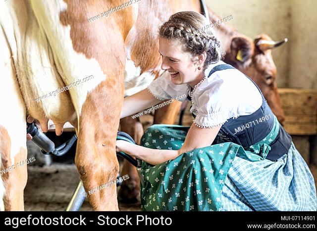 Farmer's wife with dirndl milks a cow